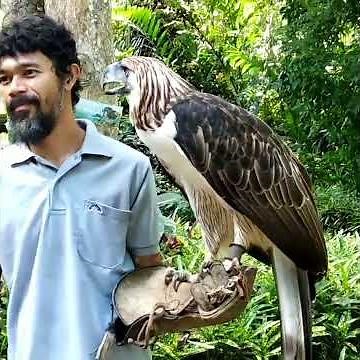 The Philippine Monkey-Eating Eagle