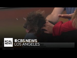 Hazel is a 6-year-old, cairn terrier poodle mix looking for a forever home | Pet of the Week