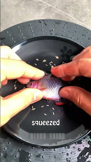 This Is How Siamese Fighting Fish Are Bred!