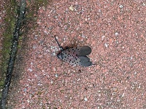 North Jersey Is 'Hotspot' For Spotted Lanternflies, Officials Say