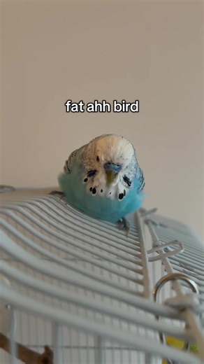 Adorable Fat Bird Moments That Will Melt Your Heart