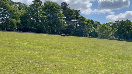 14K views · 126 reactions | LOT 16 - TOP PRICE IN TODAYS FIELD SALE SELLING FOR 8400gns Black & White Bitch JET from R HUTCHINSON Full report to follow on Monday. | CCM Auctions Skipton Auction Mart Livestock Auctioneers | Facebook