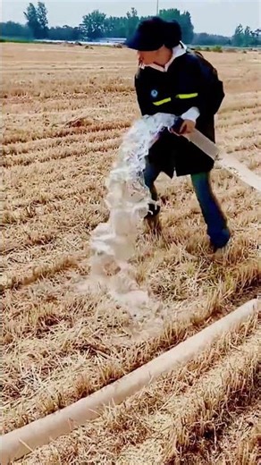 watering agricultural land with plastic hoses #shorts