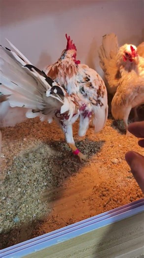 Premium Serama Ornamental Chickens, originating from Serama, Malaysia