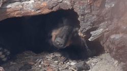 Sleepy Mother Bear Emerges From Hibernation, Revealing Tiny Cubs
