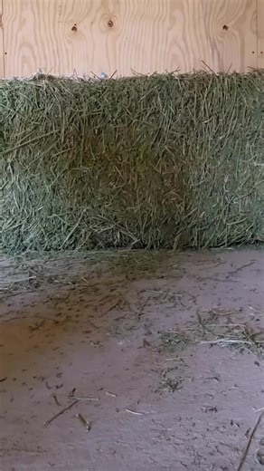 Red (@farming.red.bush)’s videos with original sound - Red