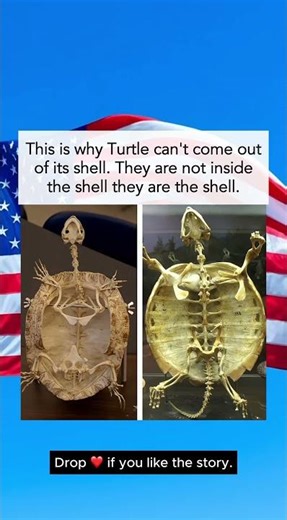 Why Turtles Can't Leave Their Shells