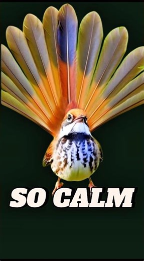 This Bird Song Will Instantly Calm You#shortvideo #birdsong