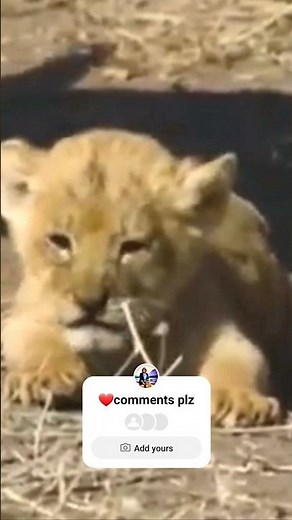 Baby Lion Adorable Roar 😍 💕