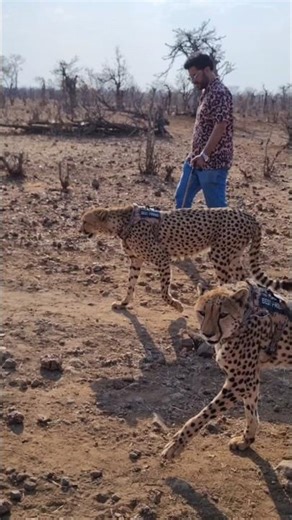 Walk With Cheetah | Zambezi National Park | Zimbabwe | Victoria Falls