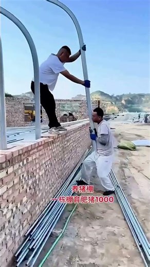 New Trend in Rural Pig Farming: The Standardized Pigsty for 1000 Fattened Pigs Arrives!"