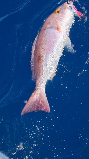 1.5K views · 13 reactions | Silk Snapper in full glow—check out those colors at Los Buzos. ✨ Book your trip: sales@losbuzos.com #LosBuzos #SilkSnapper #PanamaFishing #ReefFish #Sportfishing | Los Buzos Panama | Facebook