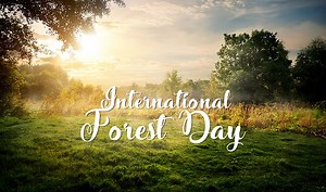 International Forest Day 2018: Know Why It is Celebrated Every year Globally