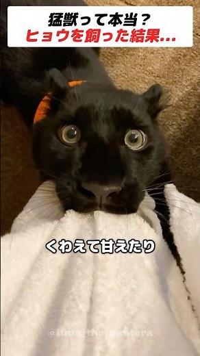 Is it really a wild animal? What happens when you keep a leopard as a pet?