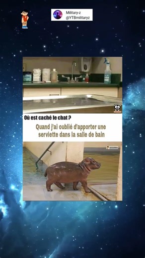 Ou est caché le chat ? 🤔 #memes #humour #viralshort #funny #drole