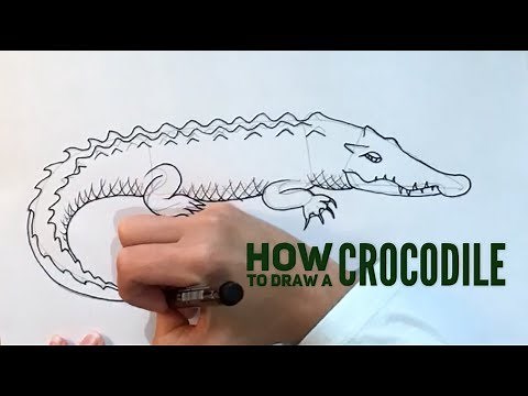 Beginners' - How To Draw A Crocodile