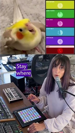 Live looping with a BIRD!