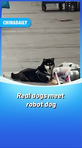 Curious #dogs meet a #robot friend, sniffing and bouncing while the #machine mimics its moves. #tech #FunChina | Tech News