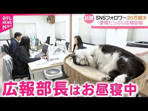 【人気】3本足の"ふくちゃん" 従業員に愛される"広報部長"の日常 石川 NNNセレクション