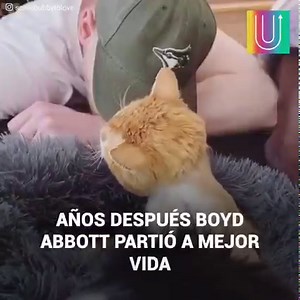 3.1M views · 131K reactions | Tenía sólo 3 patas. Su mirada parecía...
