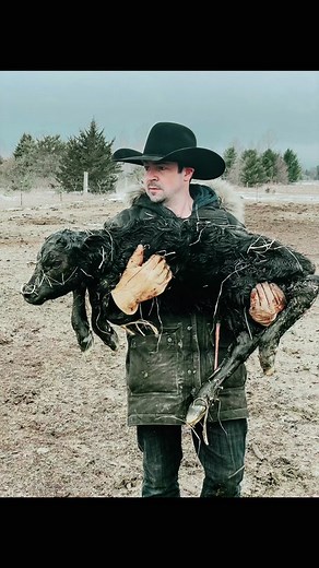 #ranchlife #ranchlifestyle #cattle #2022calvingseason #letthefunbegin #cowboyshit #ranchn #macysownyourstyle #carrollspurco #cowboy #rodeokinghats