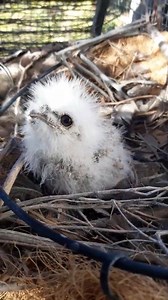 Floof: (derived from "fluff") is an adjective used to describe a ridiculously fluffy object or an animal Ladies and gentlemen, we have a name 🤣 We look forward to posting 'The Adventures of Floof' stories now and into the future. 💚 this little one! | Critters Up Close