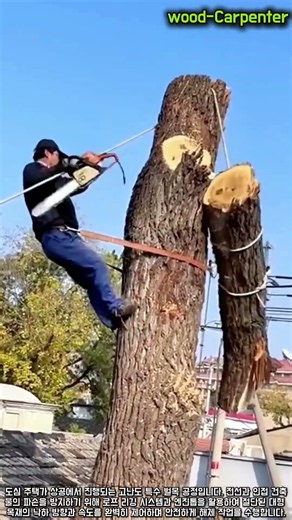 도심 고난도 특수 벌목 기술 #worker #process #arborist #chainsaw #treeremoval
