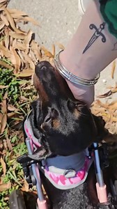 ✨Roll Model of the Week - Meet Sadie 💙 🏡 Sarasota, FL 🎂 4 yrs old 🩺 Suddenly lost the ability to use her back legs ☀️ Sunbathing and being the center of attention 🦴 Under the Weather Disc & Spine Soft Treats 🐤 A bird riding a motorcycle stuffy 🤗 She does not like it when people hug without her and will bark until she’s picked up and included 🐽 She has two pet names: Miss Piggy for the snorts and Honey Bunny for her sweet, bouncy energy #WalkinPets #WheeliePets #PetWheelchair #DogWheelcha