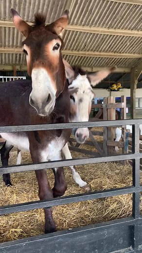Cheeky American Mammoth Donkey Mix: Colorado and Jackson | Funny Animal Video
