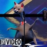 Britain's Got Talent audience member reveals secret behind Noodle the cat