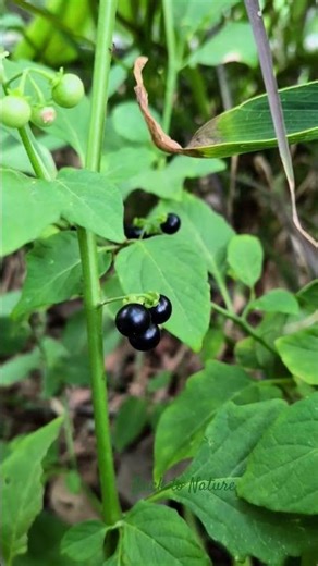 Manithakkali-a medicinal plant known to our ancestors and unknown to modern humans #nature #calm