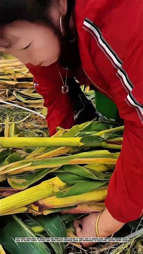 Farmers Using Cable Ties for Plant Tying Innovation #AgriculturalInnovation