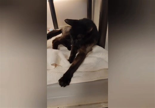 4K views · 69 reactions | Meet Java Our Very Special Feline Friend...