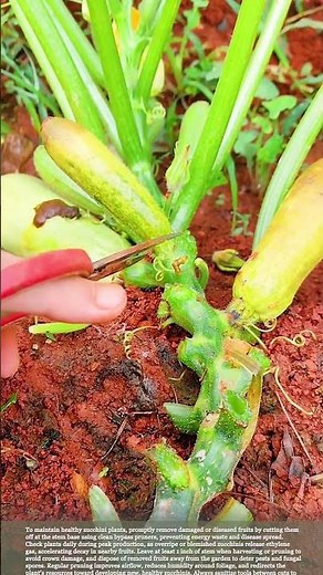 Too much rain causes zucchini to rot #smartfarming #gardeningtips #zucchini