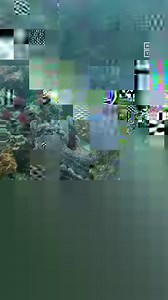 104K views · 520 reactions | A scuba diver caught an unbelievably up-close look at a fully-grown octopus in waters off the coast of South Africa. According to the diver, the curious creature reached out its tentacle to them multiple times, as if offering to shake hands. | NowThis | Facebook