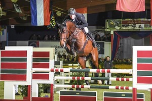 🌟 Ogano 🌟 Ogano von Ogano Sitte - Diarado bei der Hengstschau 2018. Alle Informationen unter Ogano.sosath.com Ogano by Ogano Sitte - Diarado at our stallion show 2018. All information at Ogano.sosath.com | Hof Sosath