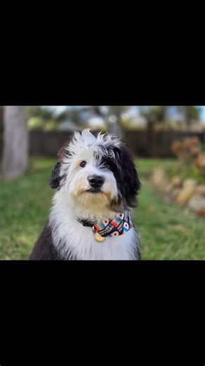 Did you know? Drives & Detours has self-guided walking and driving tours in over 25 cities across the U.S. 😎 From coastal highways to historic downtowns, @drivesanddetours turns every mile into a story worth exploring! Hit the link in bio to start your adventure 🍂🥾🚗 #explorer #tourism #adventure #walkwithme #drivesanddetours #dogsofinstagram | Drives & Detours