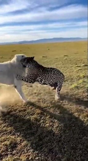 Kangal Dog vs Jaguar: The Ultimate Guardian Battle!