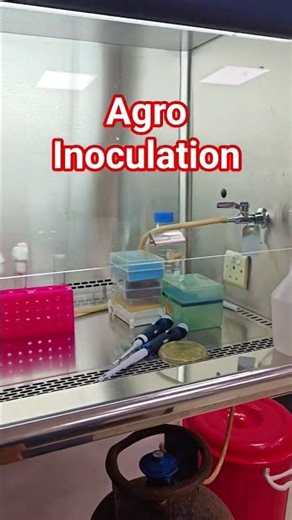 Agrobacterium Inoculation Workflow 🌱🧪