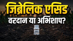 Gibberellic Acid (GA3) का असली सच: 90% किसान इसे घोलने में फेल क्यों हैं? 🌱 जिब्रेलिक एसिड (GA3) - खेती का जादू या दोधारी तलवार? 🌾🧪 विवरण: नमस्कार किसान भाइयों! 🙏 क्या आप जानते हैं कि जापान के जंगलों से निकला एक सफेद पाउडर आज दुनिया भर में खेती का नक्शा बदल रहा है? जी हाँ, हम बात कर रहे हैं Gibberellic Acid (GA3) की। इस वीडियो में आप जानेंगे: ✅ जापान का इतिहास: कैसे एक 'मूर्ख पौधे' (Bakane disease) से इसकी खोज हुई? ✅ पाउडर vs लिक्विड: कौन सा बेहतर है और क्यों? ✅ घोलने का सही तरीका: क्यों 90%