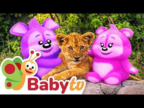 Lion Cubs' Fun Day | Learn About the King of Animals 🦁 BabyTV