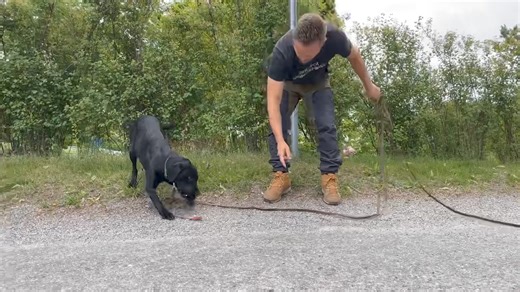 Morning track with Jossan. A little rusty on hard surface but overall she did great. Tracking is one of those things where you cannot just follow a detailed progression plan with different steps and expect to produce a tracking dog. It will always come back to the foundations. Without a strong foundation of reward and search development the dog will just learn a serie of behaviors but will lack the drive to do longer tracks. Especially on hard surface where we see so many dogs with way too low m
