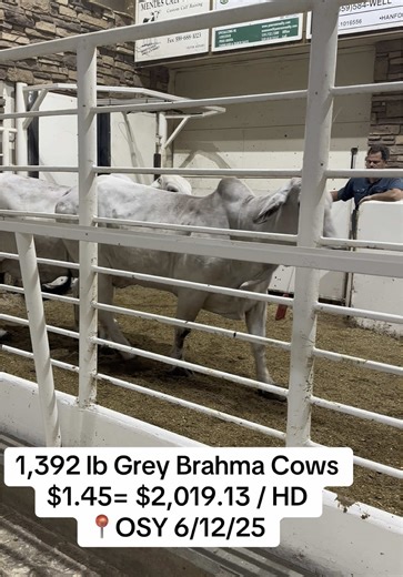 californiacattleauctions on TikTok