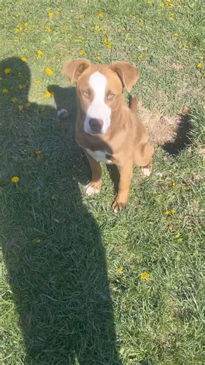 PJ the Pleaser! | Happy Tails