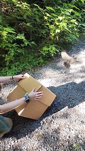 34K views · 1.2K reactions | Do you remember the nestling American Robin that came to us in early August?  After growing strong on a diet of proteins, berries, and lots of care, we’re excited to share that this little one has now been released back into the wild! #FreedomFriday #FlyFree #WildlifeConservation | Alaska Raptor Center | Facebook