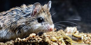 A tail of two scorpions ‣ Data Nuggets