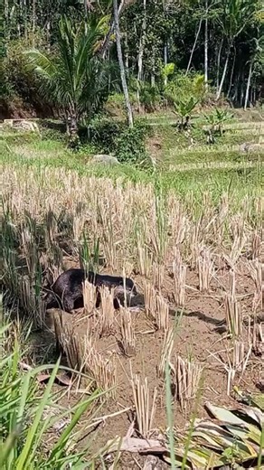 with otters in the rice fields