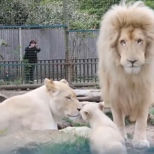 505K views · 10K reactions | love life story of white lion , lion cub love dad | Animals Nature | Facebook