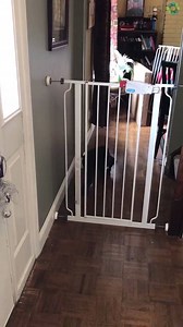 4.1K views · 56 reactions | It's Tail Waggin' Tuesday! Send...