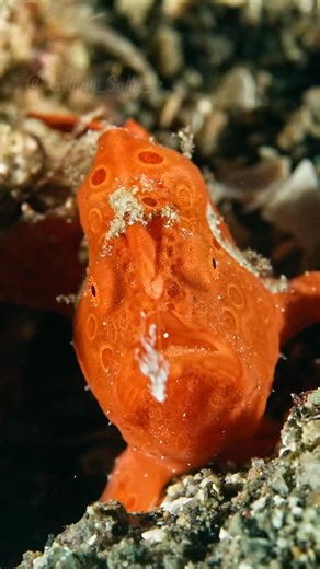 15 reactions · 4 comments | The fish that fishes! A young painted Frogfish hunting for its dinner by dangling its lure. Filmed in the Philippines by Kraken Pro @getting_salty_ using the Kraken KR-S80 strobes in video mode ~~~~~ #krakensports #frogfish #anglerfish #muckdiving #anilao #puertogalera #underwatervideo | Kraken Sports | Facebook